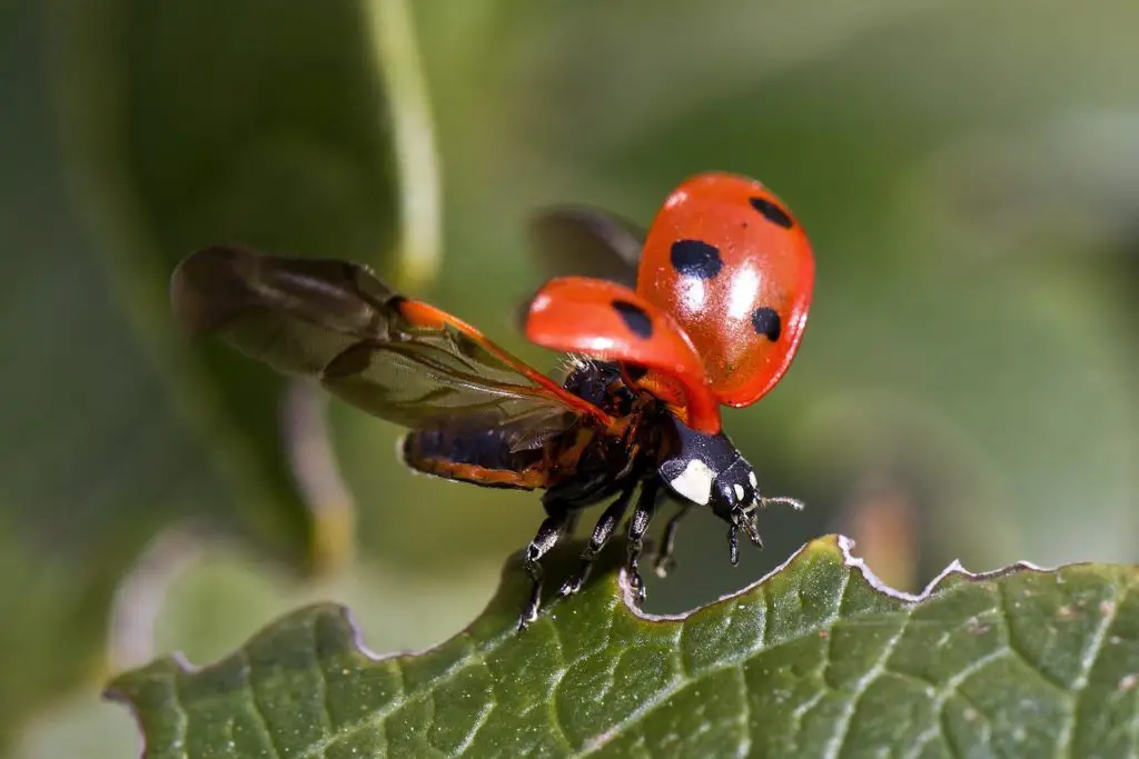 Ladybug: Spiritual Meaning, Dream Meaning, Symbolism & More -