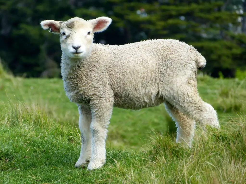 Lamb: Spiritual Meaning, Dream Meaning, Symbolism and More -