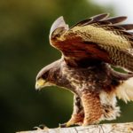 Hawk Spiritual Meaning, Dream Meaning, Symbolism, and More