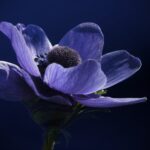 Anemone Flower Meaning, Spiritual Symbolism, Color Meaning & More