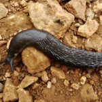 Slug: Spiritual Meaning, Dream Meaning, Symbolism & More