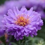 Aster Flower Meaning, Spiritual Symbolism, Color Meaning & More