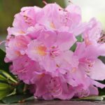 Azalea Flower Meaning, Spiritual Symbolism, Color Meaning & More