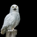 White Owl: Spiritual Meaning, Dream Meanings, Symbolism, And More