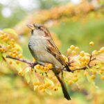 Sparrow: Spiritual Meaning, Dream Meaning, Symbolism & More