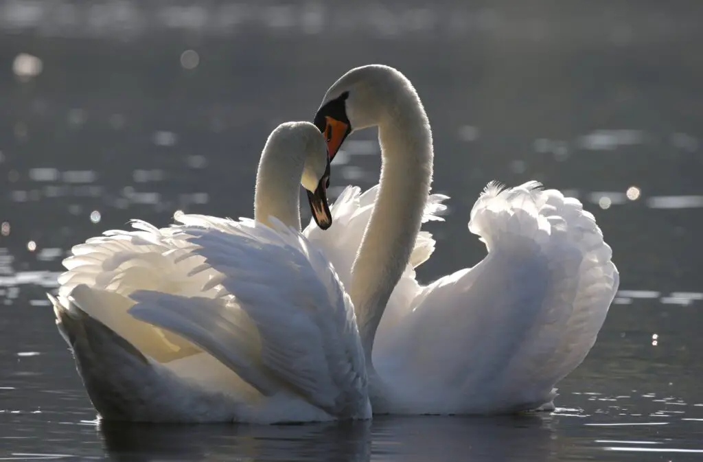 Swan: Spiritual Meaning, Dream Meaning, Symbolism & More -