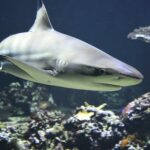 Shark: Spiritual Meaning, Dream Meaning, Symbolism & More