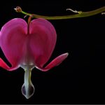 Bleeding Heart Flower Meaning, Spiritual Symbolism, Color Meaning & More