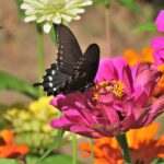 The Black Butterfly: Spiritual & Dream Meanings, Symbolism, And More