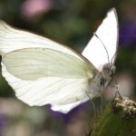 White Butterfly: Spiritual and Dream Meanings, Symbolism, and More
