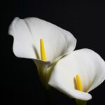 Calla Lily Flower Meaning, Spiritual Symbolism, Color Meaning & More