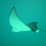 Stingray: Spiritual Meaning, Dream Meaning, Symbolism & More