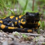 Salamander: Spiritual Meaning, Dream Meaning, Symbolism & More