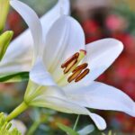 Lily Flower Meaning, Spiritual Symbolism, Color Meaning & More