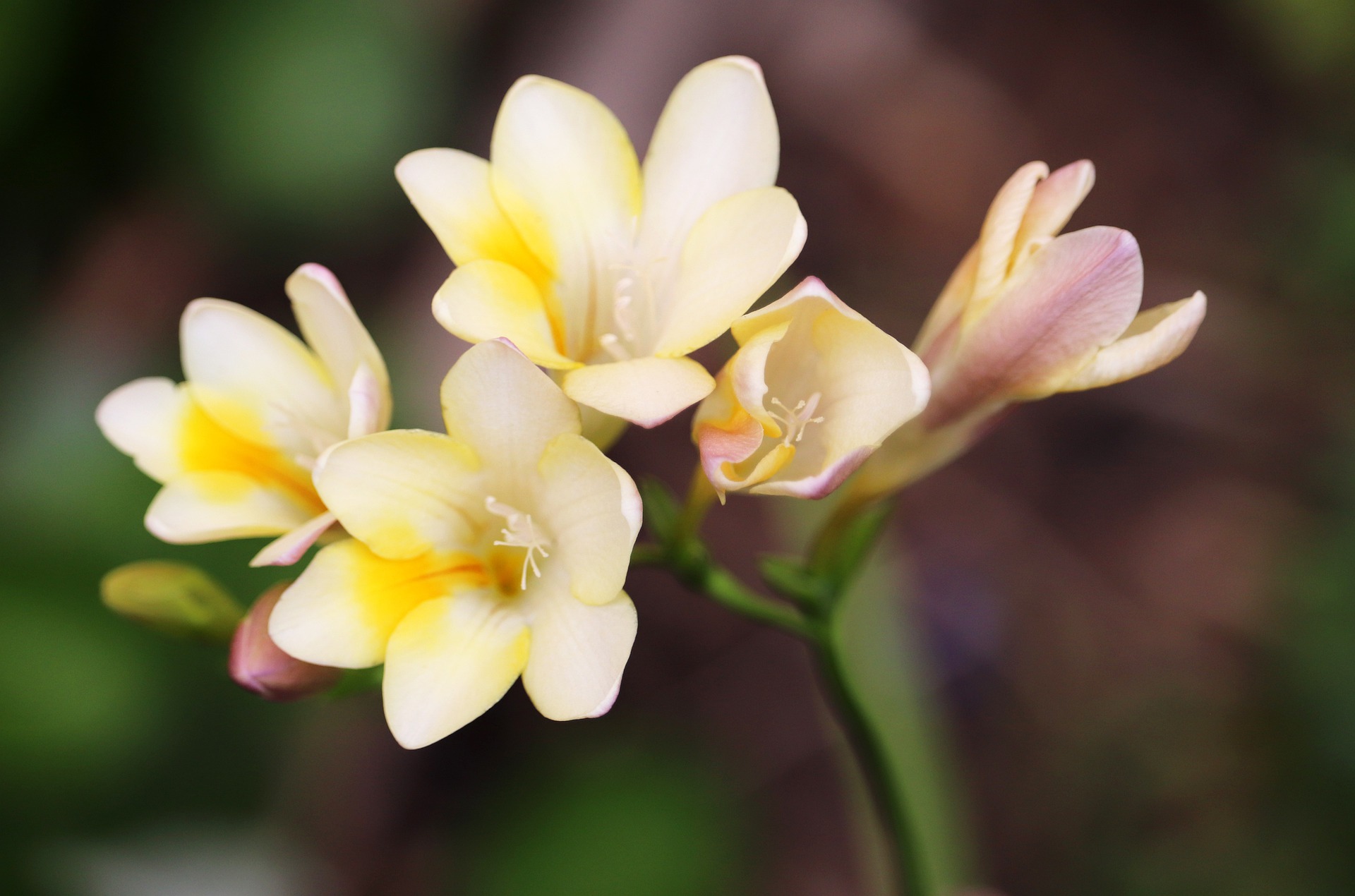 freesia flower meaning, spiritual symbolism, color meaning & more -