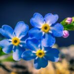 Forget-Me-Not Flower Meaning, Spiritual Symbolism, Color Meaning & More