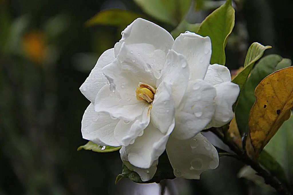 Gardenia Flower Meaning, Spiritual Symbolism, Color Meaning & More -