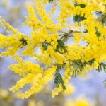 Acacia Flower Meaning, Spiritual Symbolism, Color Meaning & More