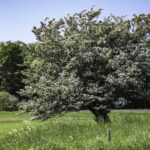 Hawthorn Tree Meaning, Spiritual Symbolism, Connotations & More