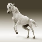 White Horse: Spiritual Meaning, Dream Meaning, Symbolism & More