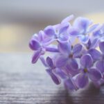 Lilac Flower Meaning, Spiritual Symbolism, Color Meaning & More