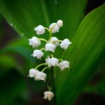 Lily Of The Valley Flower Meaning, Spiritual Symbolism, Color Meaning & More