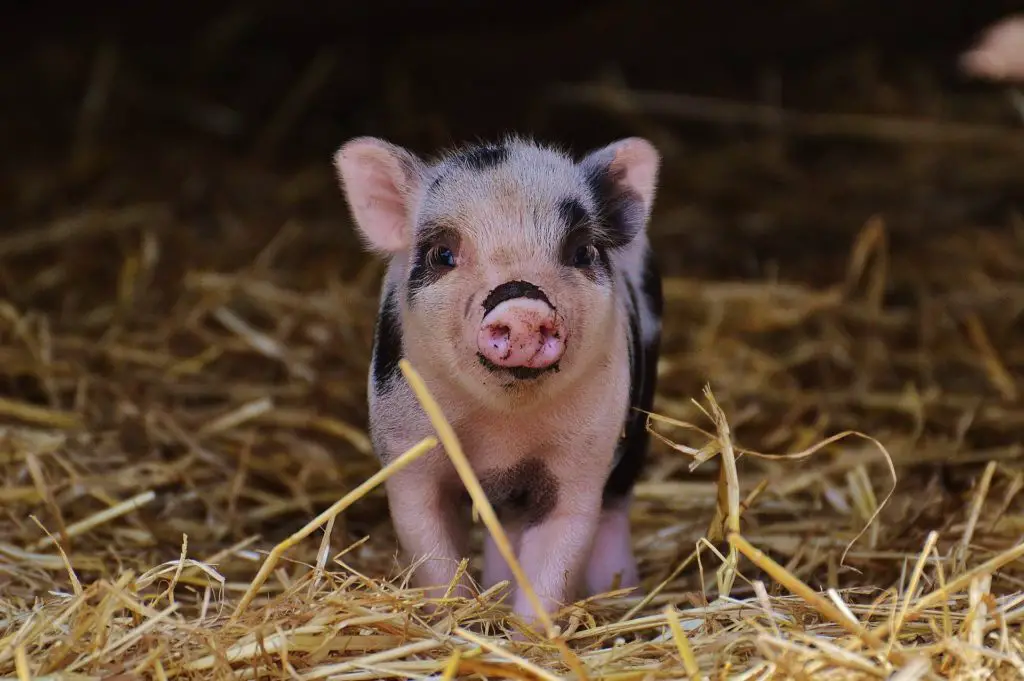 Pig Spiritual Meaning, Dream Meaning, Symbolism, and More -