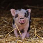 Pig Spiritual Meaning, Dream Meaning, Symbolism, and More