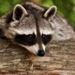Raccoon: Spiritual Meaning, Dream Meaning, Symbolism & More