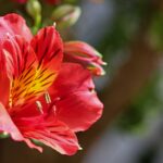 Alstroemeria Flower Meaning,Spiritual Symbolism,Color Meaning & More