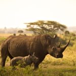 Rhino: Spiritual Meaning, Dream Meaning, Symbolism & More