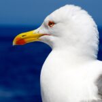 Seagull: Spiritual Meaning, Dream Meaning, Symbolism & More