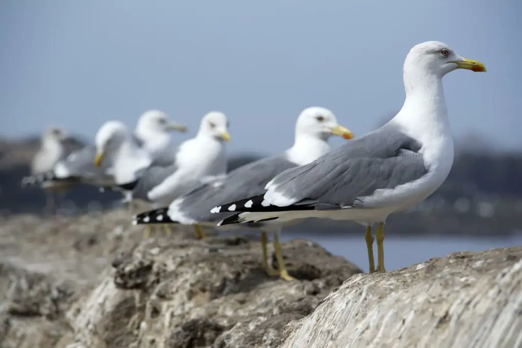 Seagull: Spiritual Meaning, Dream Meaning, Symbolism & More -