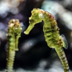 Seahorse: Spiritual Meaning, Dream Meaning, Symbolism & More