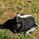 Skunk: Spiritual Meaning, Dream Meaning, Symbolism & More