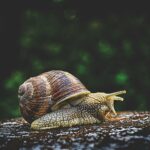 Snail: Spiritual Meaning, Dream Meaning, Symbolism & More