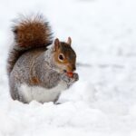 Squirrel: Spiritual Meaning, Dream Meaning, Symbolism & More