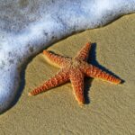 Starfish: Spiritual Meaning, Dream Meaning, Symbolism & More
