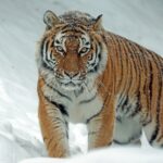 Tiger: Spiritual Meaning, Dream Meaning, Symbolism & More