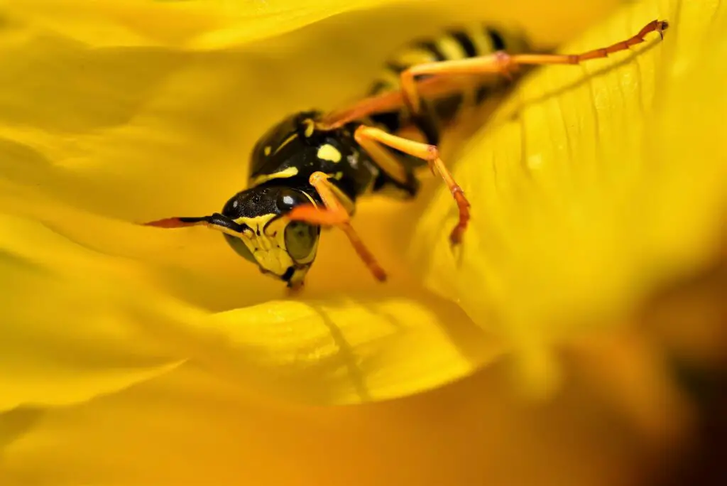Wasp: Spiritual Meaning, Dream Meaning, Symbolism & More -