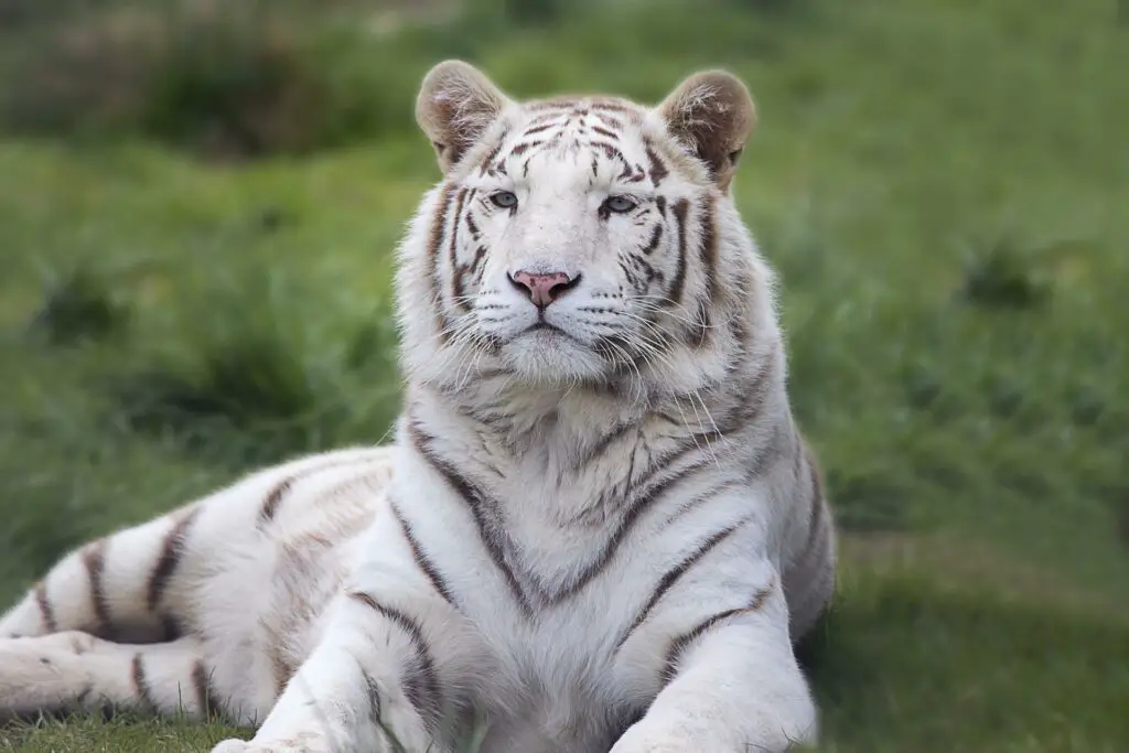 White Tiger: Spiritual Meaning, Dream Meaning, Symbolism & More -