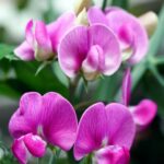 Sweet Pea Flower Meaning, Spiritual Symbolism, Color Meaning & More