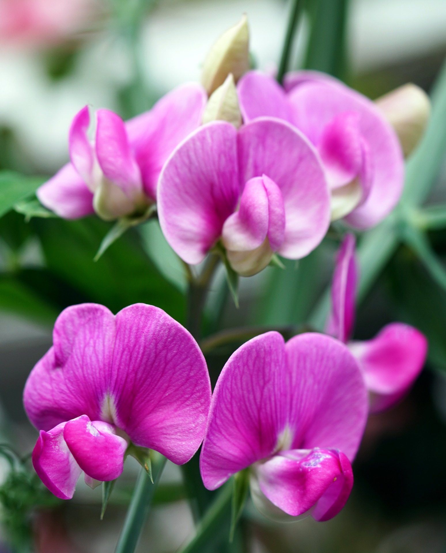 Sweet Pea Flower Meaning, Spiritual Symbolism, Color Meaning & More -