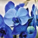 Orchid Flower Meaning, Spiritual Symbolism, Color Meaning & More