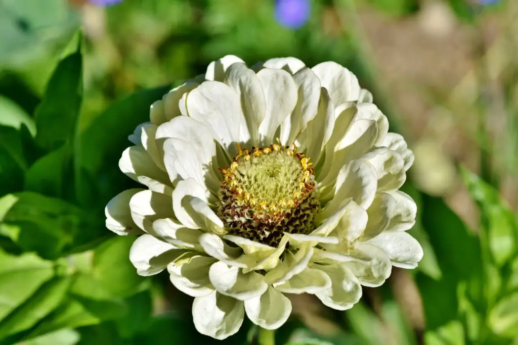 zinnia flower