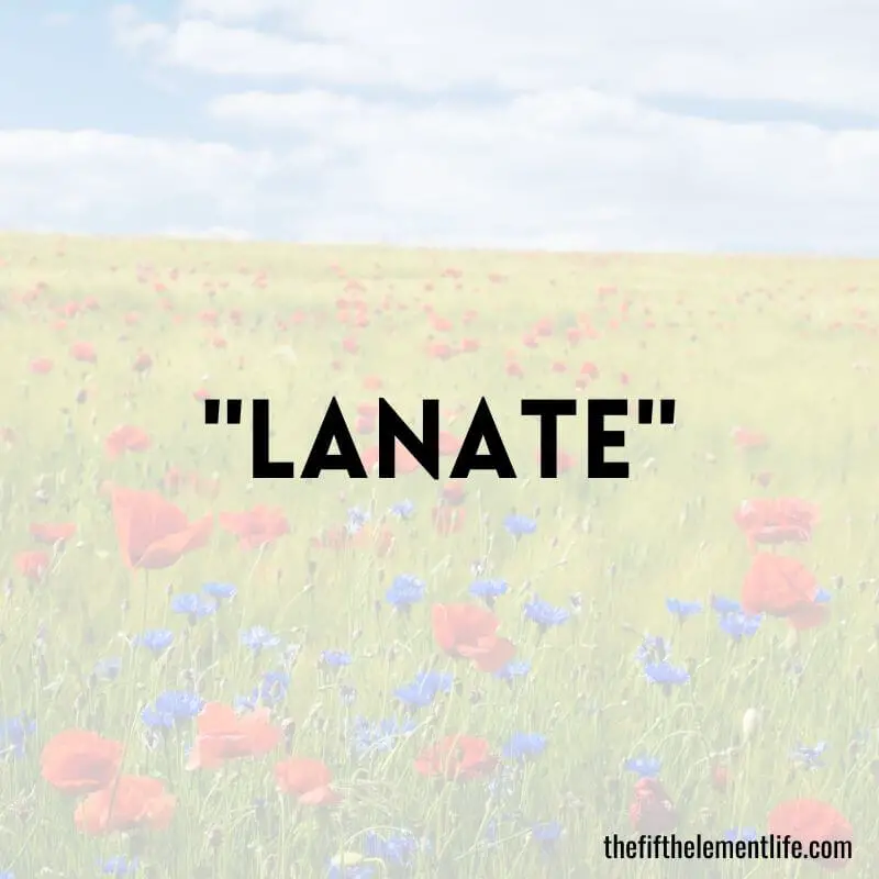 "Lanate"