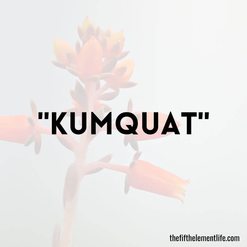 "Kumquat" - Negative Words That Start With K