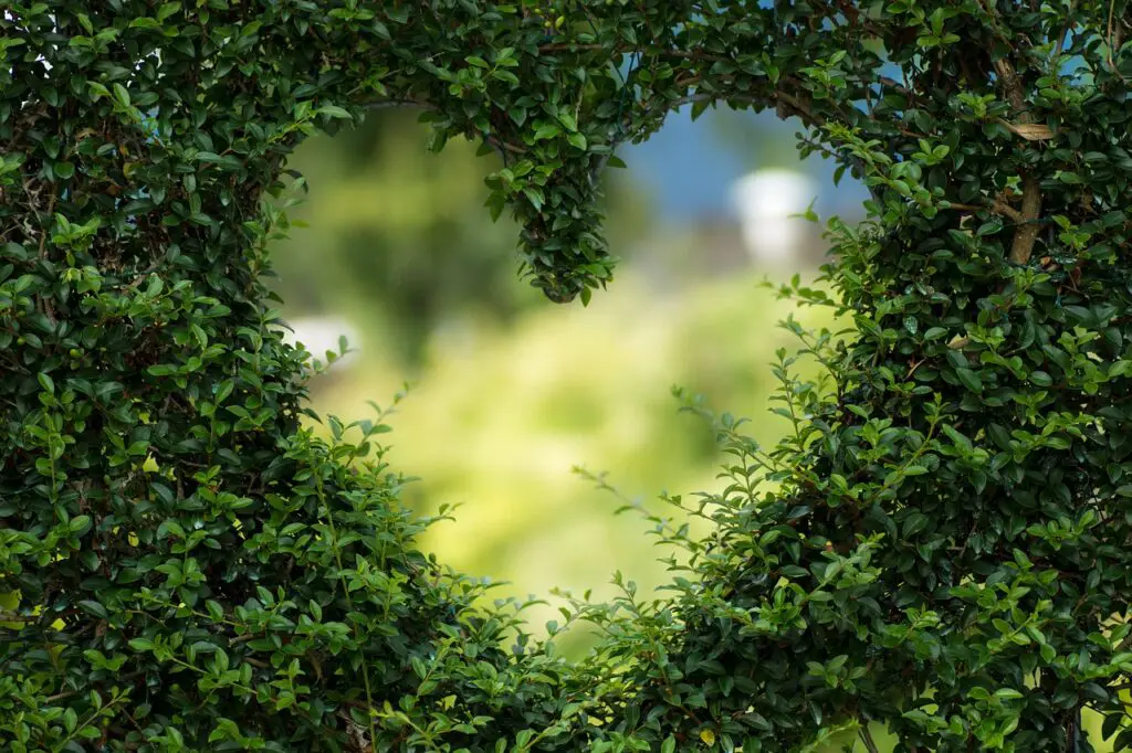 picture of heart made out of trees