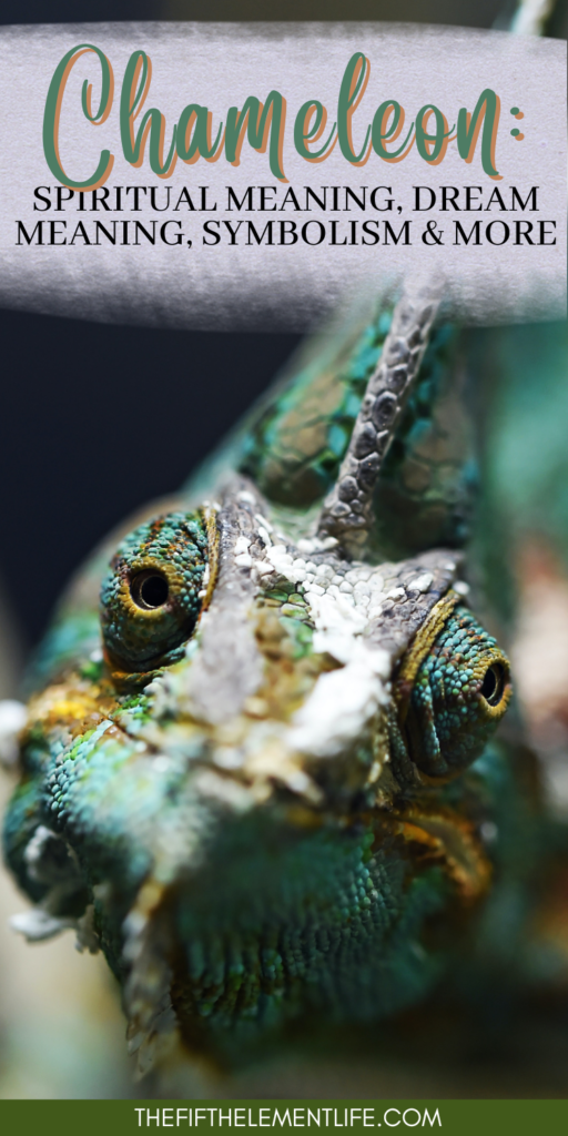 The Totem Animal Of Chameleons: Acknowledging Their Symbolic Wisdom