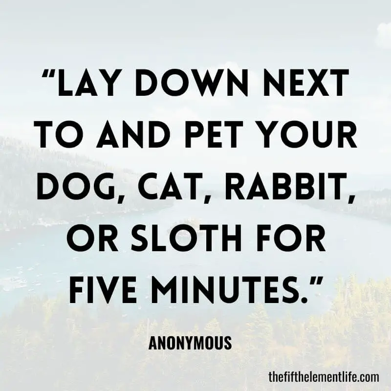 “Lay down next to and pet your dog, cat, rabbit, or sloth for five minutes.”